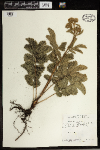 Potentilla argentea image