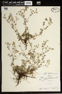 Potentilla argentea image