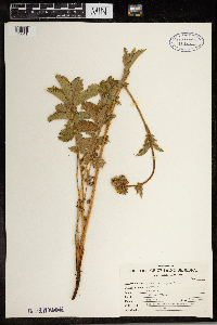 Drymocallis arguta image