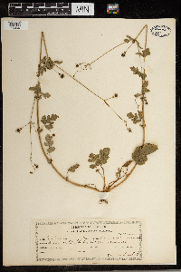 Geum vernum image