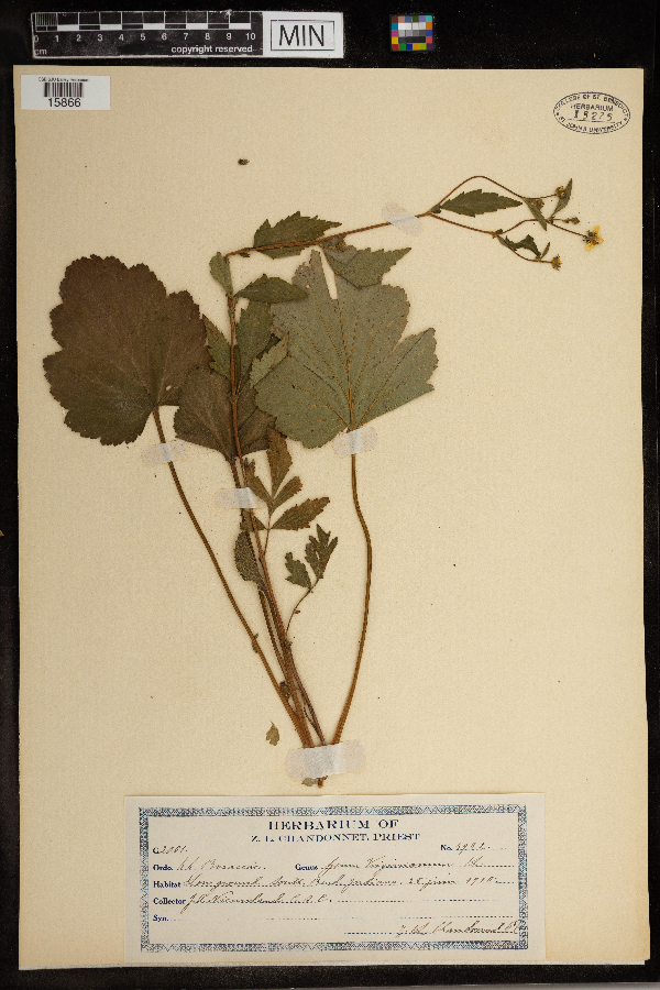 Geum virginianum image