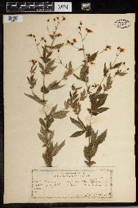 Gillenia stipulata image