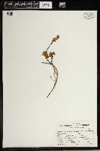 Luetkea pectinata image