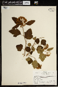 Physocarpus opulifolius image