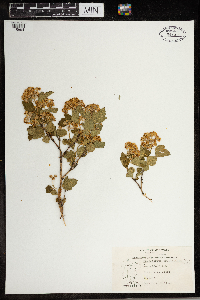 Physocarpus opulifolius image