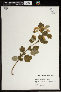 Physocarpus opulifolius image