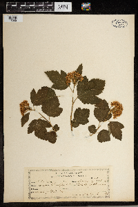 Physocarpus opulifolius image