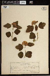 Physocarpus opulifolius image