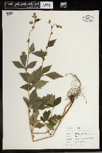 Geum canadense image