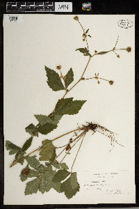 Geum canadense image