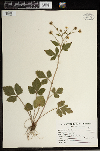 Geum canadense image