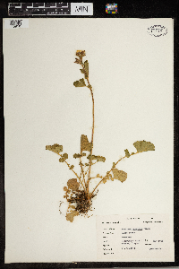 Geum macrophyllum image