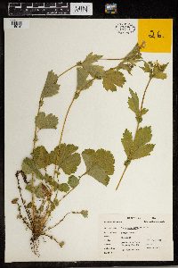 Geum macrophyllum image