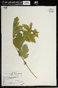 Geum macrophyllum image