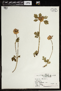 Geum rivale image