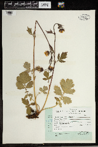 Geum rivale image