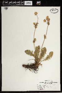 Geum triflorum image