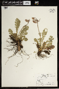 Geum triflorum image