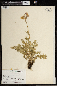 Geum triflorum image