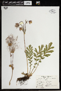 Geum triflorum image