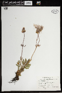 Geum triflorum image