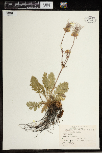 Geum triflorum image