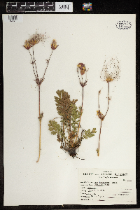 Geum triflorum image