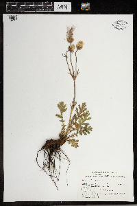 Geum triflorum image