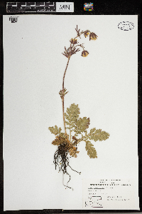 Geum triflorum image