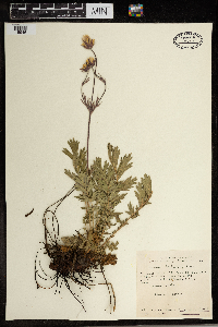 Geum triflorum image