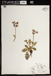 Geum triflorum image