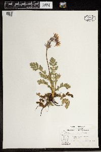 Geum triflorum image