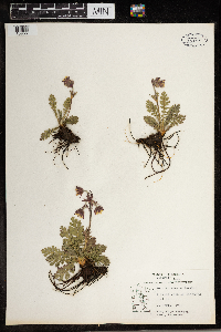 Geum triflorum image