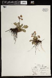 Geum triflorum image