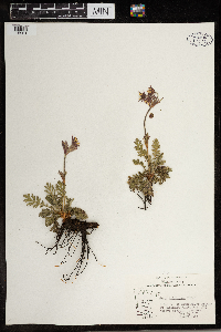 Geum triflorum image