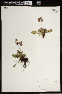 Geum triflorum image