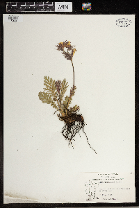 Geum triflorum image