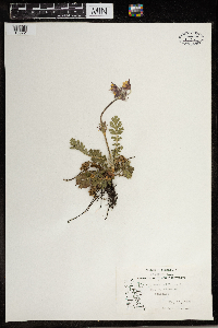 Geum triflorum image