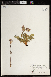 Geum triflorum image