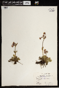 Geum triflorum image