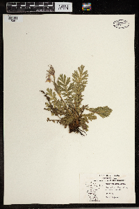 Geum triflorum image