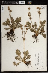 Geum triflorum image