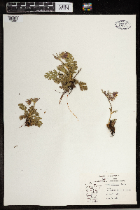 Geum triflorum image