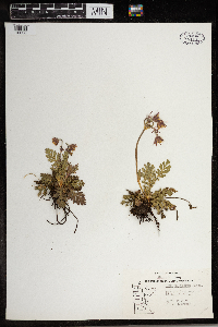 Geum triflorum image