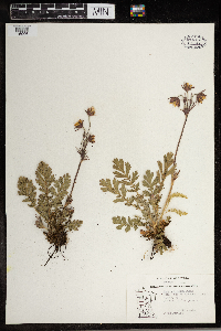 Geum triflorum image