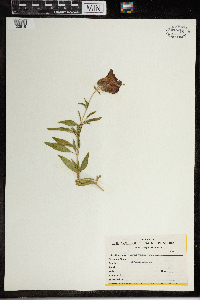 Antirrhinum majus image