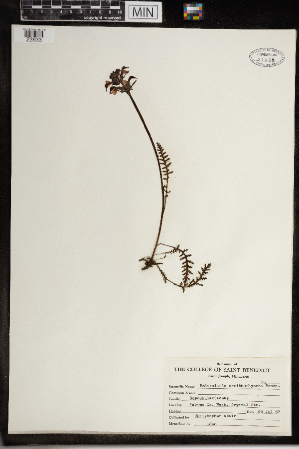 Pedicularis ornithorhynchos image