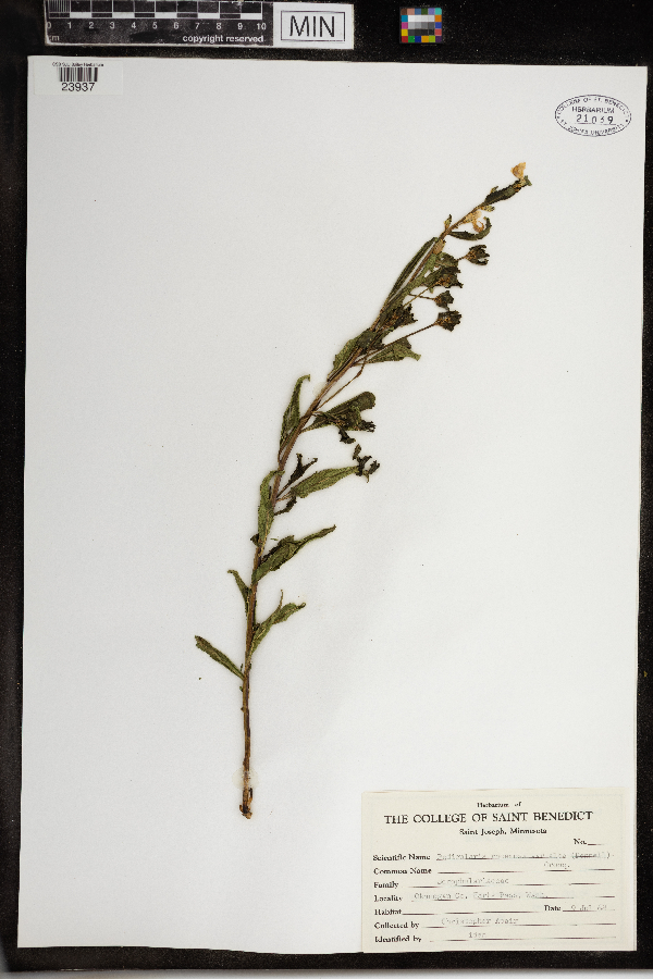 Pedicularis racemosa subsp. alba image