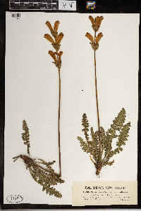 Pedicularis sceptrum-carolinum image