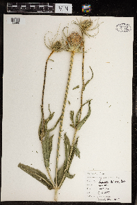 Dipsacus fullonum image